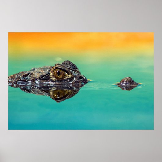 Krokodil op Stilstaan Water Poster (Voorkant)