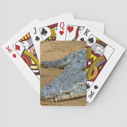 Krokodil Pokerkaarten (Achterkant)