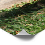 Krokodil Poster (Hoek)