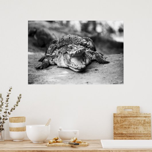Krokodil Poster (Keuken)