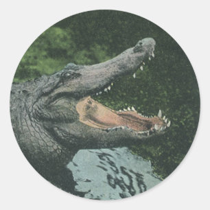 Krokodil Reptielen, Oud-Marine Dierlijk Leven Ronde Sticker