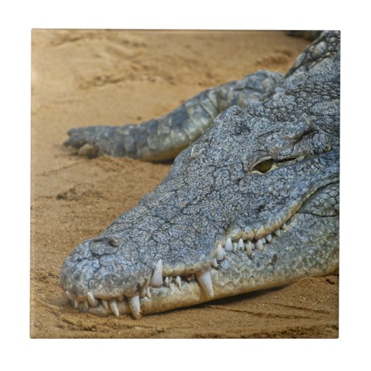 Krokodil Tegeltje (Voorkant)