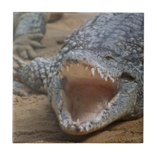 Krokodil Tegeltje