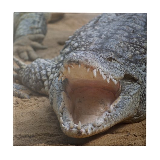 Krokodil Tegeltje (Voorkant)