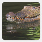 Krokodil Vierkante Sticker (Voorkant)