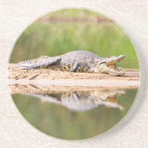 Krokodil Zandsteen Onderzetter