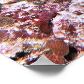 Krokodile Flathead Poster (Hoek)