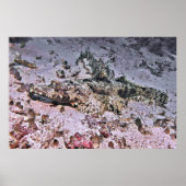Krokodile Flathead Poster (Voorkant)