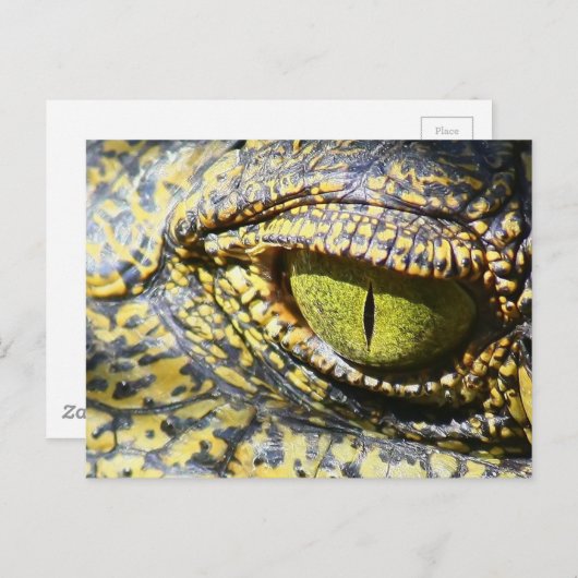 krokodille briefkaart (Voorkant / Achterkant)