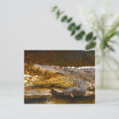 krokodille Briefkaart (Staand voorkant)