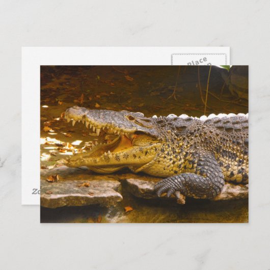 krokodille Briefkaart (Voorkant / Achterkant)