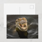 krokodille Briefkaart (Voorkant / Achterkant)