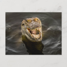 krokodille Briefkaart