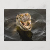 krokodille Briefkaart (Voorkant)