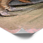 Krokodille Eatslang Poster (Hoek)