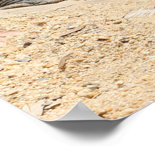 krokodille Poster (Hoek)