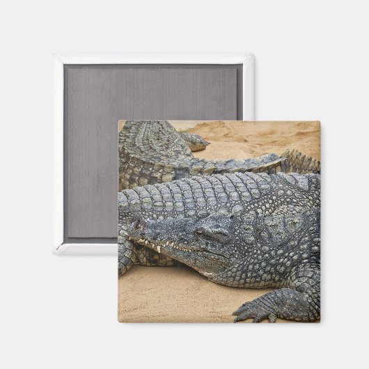 Krokodillen Magneet (Voorkant / Achterkant)