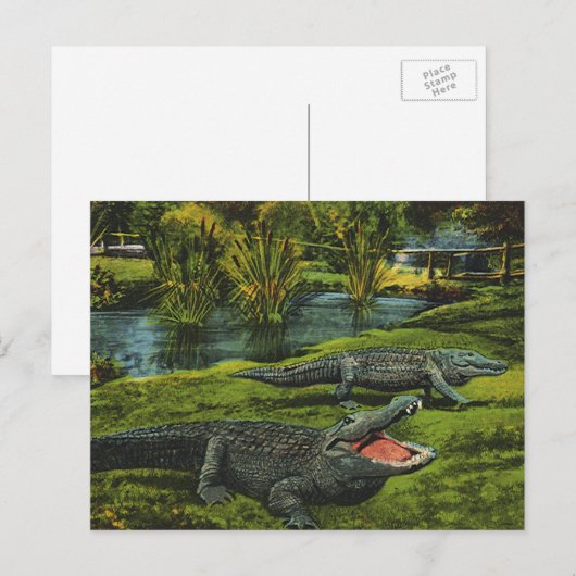  krokodillen, marinespiegels briefkaart (Voorkant / Achterkant)