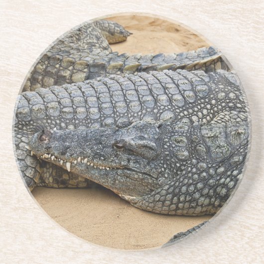 Krokodillen Zandsteen Onderzetter (Voorkant)