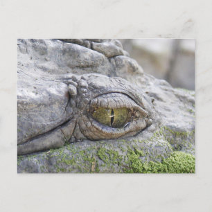 Krokodillengoog Briefkaart