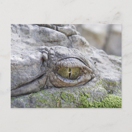 Krokodillengoog Briefkaart (Voorkant)