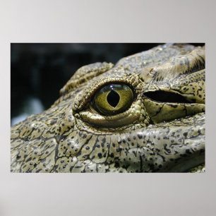 Krokodillengoog Poster