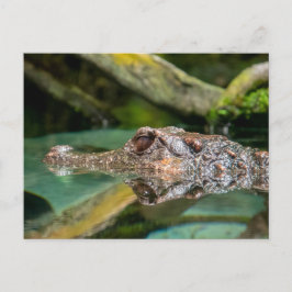 Krokodillenreflectie Briefkaart