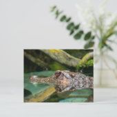 Krokodillenreflectie Briefkaart (Staand voorkant)