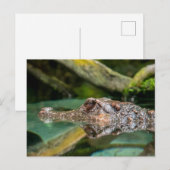 Krokodillenreflectie Briefkaart (Voorkant / Achterkant)