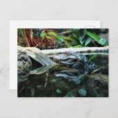 krokodillenreflectieopname briefkaart (Voorkant / Achterkant)