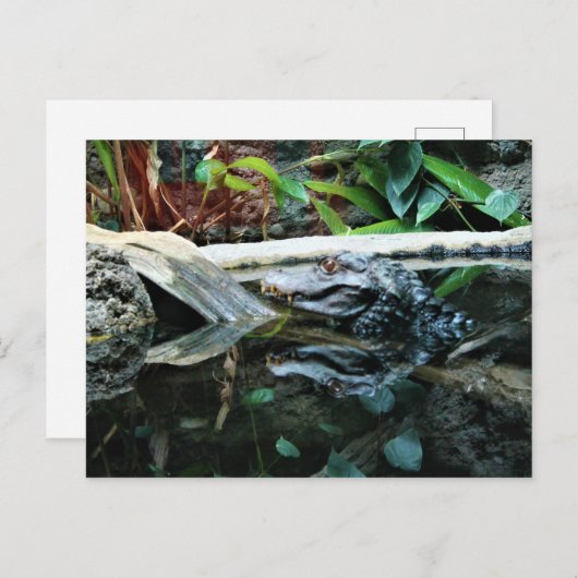krokodillenreflectieopname briefkaart (Voorkant / Achterkant)