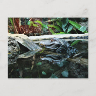 krokodillenreflectieopname briefkaart