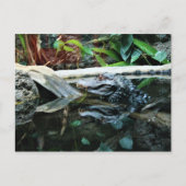 krokodillenreflectieopname briefkaart (Voorkant)