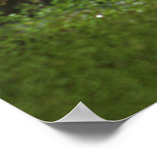 Krokodilogen Poster (Hoek)