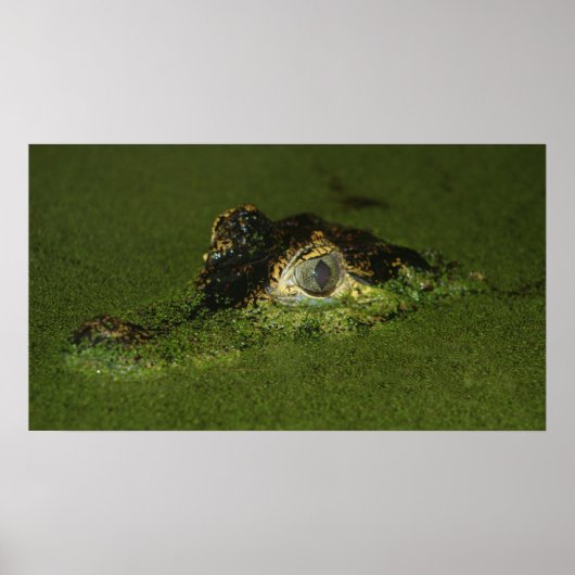 Krokodilogen Poster (Voorkant)