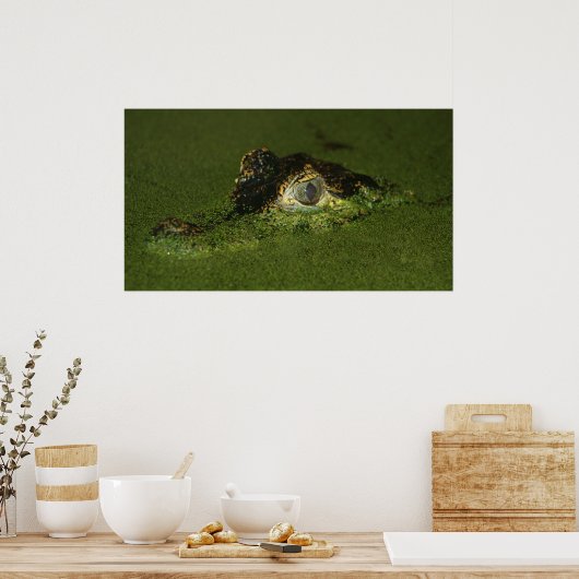 Krokodilogen Poster (Keuken)