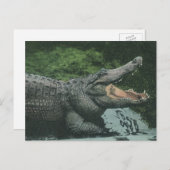  krokodilreptielen, zeedierlijk leven briefkaart (Voorkant / Achterkant)