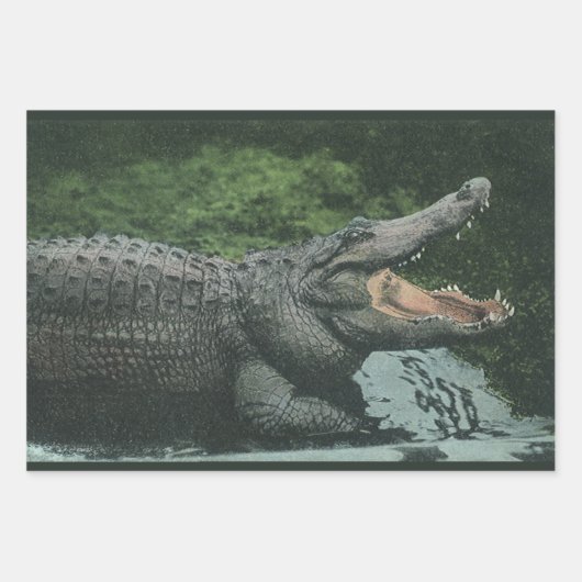  krokodilreptielen, zeedierlijk leven inpakpapier vel (Voorkant 3)