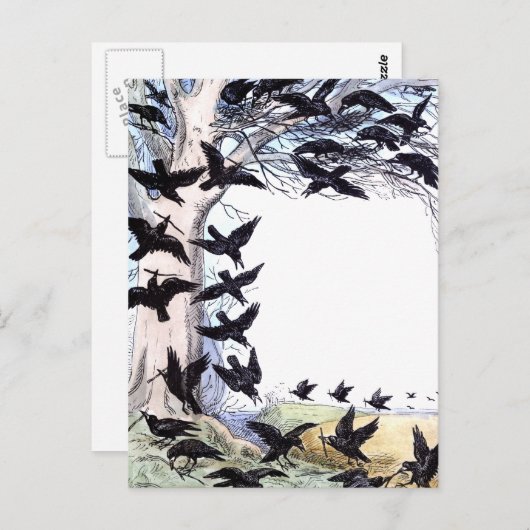 Krokoen Briefkaart (Voorkant / Achterkant)