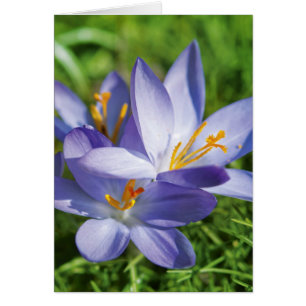 Krokus