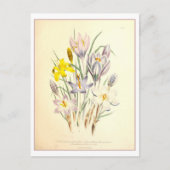 Krokus Botanische Illustratie  Briefkaart (Voorkant)