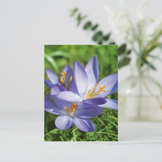 Krokus Briefkaart (Staand voorkant)