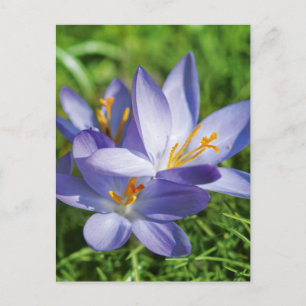 Krokus Briefkaart