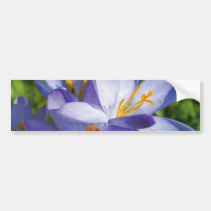 Krokus Bumpersticker