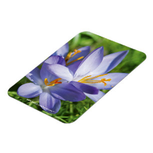 Krokus Magneet