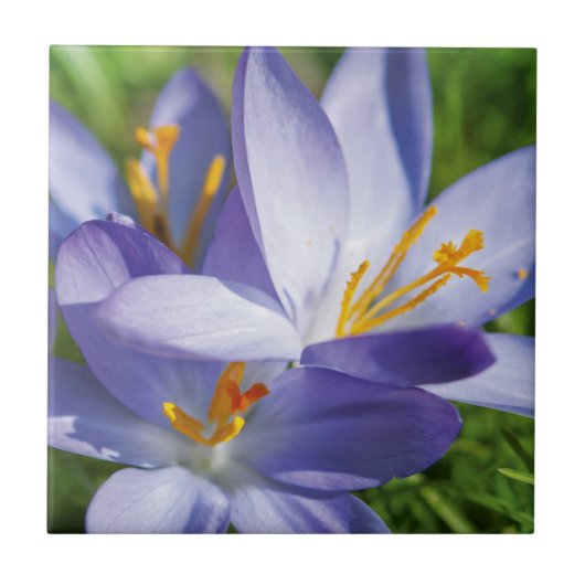 Krokus Tegeltje (Voorkant)