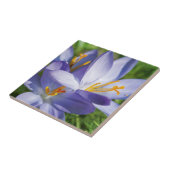 Krokus Tegeltje (Zijkant)