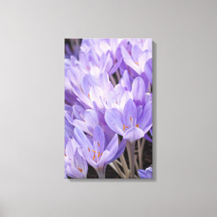 Krokus verpakt canvas print