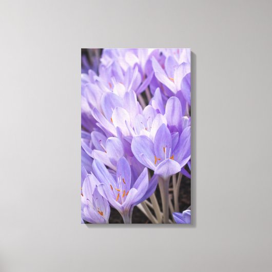 Krokus verpakt canvas print (Voorkant)