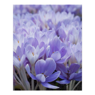 Krokus verpakt canvas print perfect poster